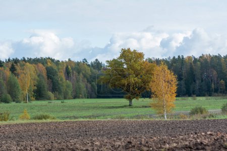 Photo for Plowed field and autumn trees on a cloudy day. - Royalty Free Image
