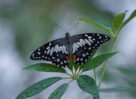 Photo for Butterfly sitting on green plant leaf.Lime Butterfly. - Royalty Free Image
