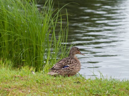 Photo for Duck walking near pond in grass . - Royalty Free Image
