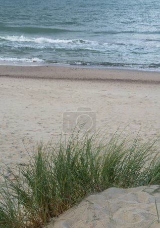Photo for Sand dune with beachgrass (Ammophila arenaria) and view to Baltic sea . - Royalty Free Image