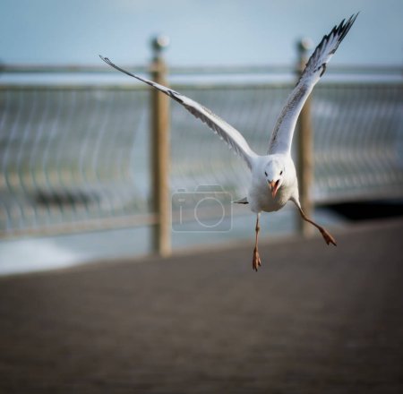 Photo for Flying One seagull above Baltic sea coast . - Royalty Free Image