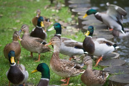 Photo for Group of mallard ducks are walking in the park . - Royalty Free Image