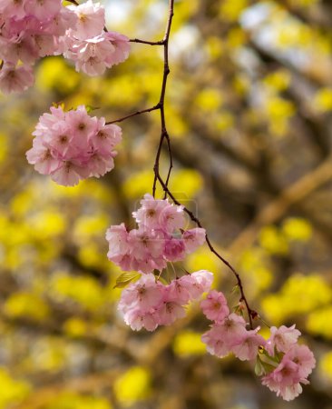Photo for Pink cherry tree branch at spring . - Royalty Free Image