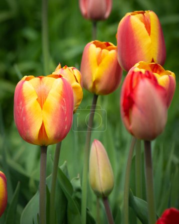 Photo for Red and yellow tulips background. Field of tulips. - Royalty Free Image