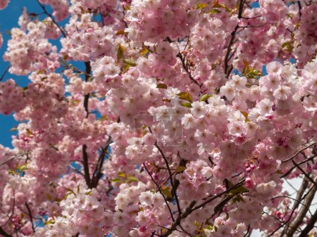 Photo for Pink cherry tree branch background . - Royalty Free Image
