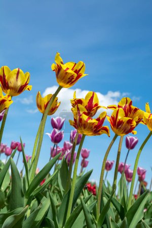 Photo for Tulips on blue sky background. - Royalty Free Image