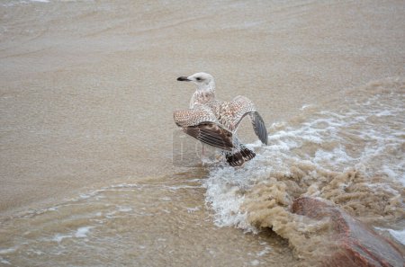 Photo for The European herring gull (Larus argentatus). - Royalty Free Image