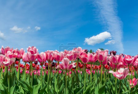 Photo for Pink ulips field on blue sky background at spring. - Royalty Free Image