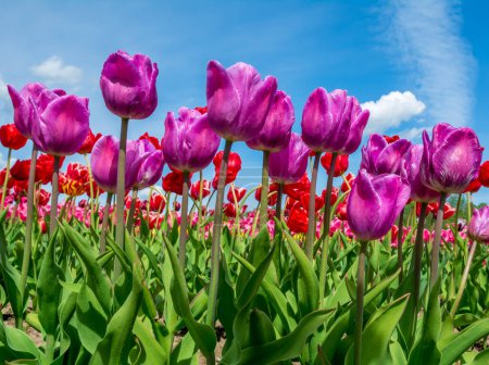 Photo for Purple tulips on sky background. - Royalty Free Image