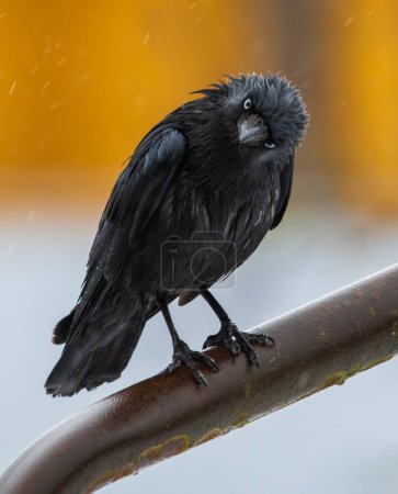 Photo for Hooded Crow Sitting on Rail . - Royalty Free Image