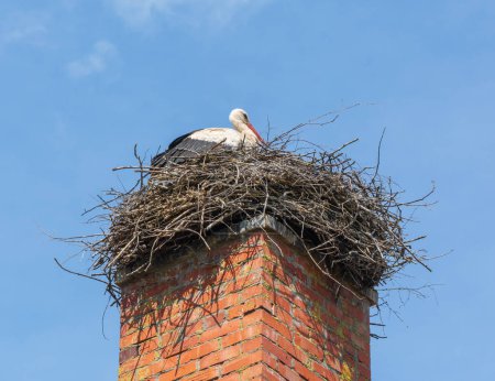 Photo for Stork in the nest. - Royalty Free Image