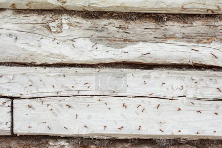 Téléchargez les photos : Modèle de fond de texture en bois. Vintage de bois de planche de grange fond, - en image libre de droit