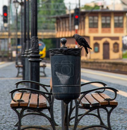 Photo for Jackdaw sits on a metal garbage container. Train station and rails in Gdynia, Poland - Royalty Free Image