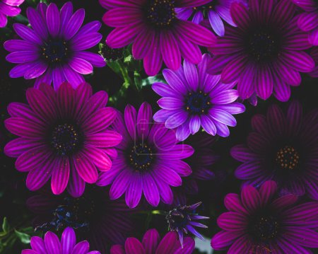 Foto de Purple Osteospermum fruticosum (Margarita africana), primavera. Fondo de pantalla floral. Jardinería casera, cuidado del jardín - Imagen libre de derechos