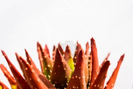 Foto de Aloe dorotheae - Sunset Aloe. A nicely colored low-growing aloe. Cultivation of plants in the home garden. Space for text - Imagen libre de derechos