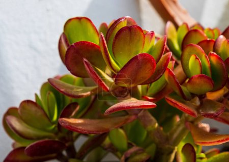 Photo for Succulent Crassula ovata 'Hummel's Sunset' in a pot in the home garden. - Royalty Free Image