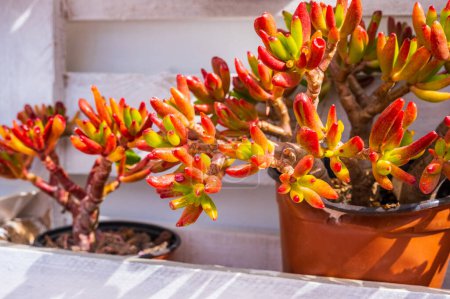 Crassula ovata Hummel's Sunset in sunny day. Cultivation of plants in the home garden. Catalonia, Spain