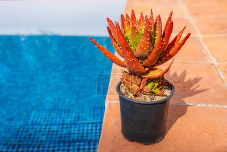 Foto de Aloe dorotheae - Sunset Aloe. A nicely colored low-growing aloe in a pot in the garden near the pool with blue water. Cultivation of plants in the home garden. Catalonia, Spain - Imagen libre de derechos
