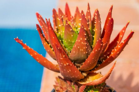 Photo for Aloe dorotheae - Sunset Aloe. A nicely colored low-growing aloe in a pot in the garden near the pool with blue water. Cultivation of plants in the home garden. Catalonia, Spain - Royalty Free Image