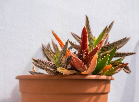 Foto de Aloe succulent plant in the clay flower pot. Aloe juvenna or Tiger-tooth aloe's plants outdoor. Cultivation of plants in the home garden. Catalonia, Spain - Imagen libre de derechos