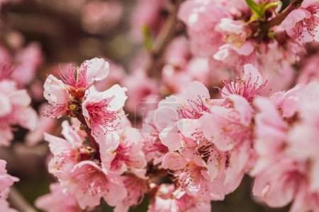 Almond blossoms over blurred nature background. Flowering branches of an almond tree in an orchard. Catalonia, Spain