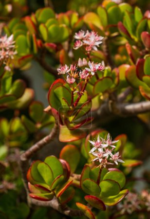 Foto de The Succulent Crassula ovata 'Hummel's Sunset' pink-white flowers. Jade plant or Chinese rubber is popular, broadleaf, flowering plant of the family Crassulaceae - Imagen libre de derechos