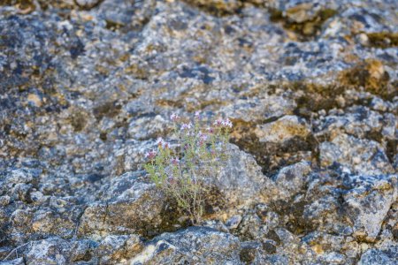Photo for Thyme wild bush among the stones. Thymus vulgaris, thymes - medicinal herbs. Natural park Garraf, Spain - Royalty Free Image