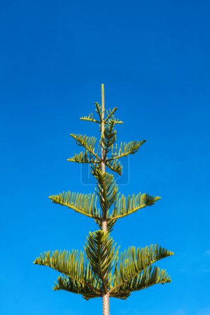 Téléchargez les photos : Araucaria araucana, Norfolk Island pine, Monkey puzzle tree, Chilean pine against a blue sky. Natural park Garraf in Catalonia, Spain - en image libre de droit