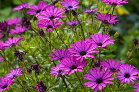 Photo for Purple Osteospermum fruticosum (African daisy), springtime. Floral wallpaper background. Home gardening, garden care - Royalty Free Image