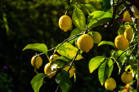 Photo for Ripe lemons hanging on a tree. Growing a lemon. Mature lemons on tree. Selective focus and close up. Catalonia, Spain - Royalty Free Image
