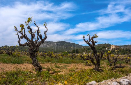 Foto de Paisaje con viñedos. Sant Pere de Ribes, Garraf, provincia Barcelona, Cataluña - Imagen libre de derechos