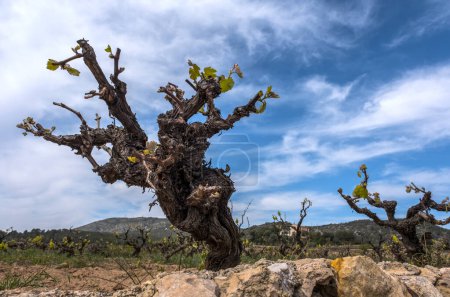 Foto de Old grape vine steam. Landscape with vineyards. Sant Pere de Ribes, Garraf, province Barcelona, Catalonia - Imagen libre de derechos