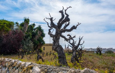 Foto de Old vine tree stem in a vineyard. Sant Pere de Ribes, Catalonia - Imagen libre de derechos