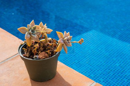 Close-up of Graptopetalum Paraguayense plant with flowers in the pot near the pool with blue water. Cultivation of succulent plants in the home garden
