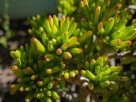 Photo for Crassula portulacea gollum. A jade plant in the garden - Royalty Free Image
