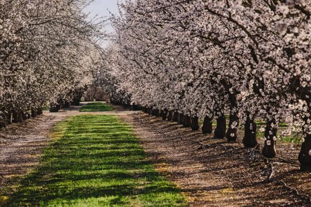 Téléchargez les photos : Ferme d'amandier au printemps, rangées d'arbres à fleurs blanches. Modesto, Californie - en image libre de droit