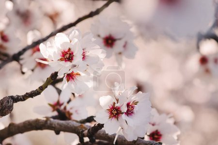 Foto de Primer plano de hermosas ramas de almendros en flor en primavera. - Imagen libre de derechos