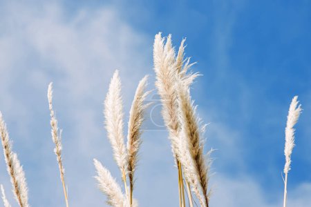 Foto de Primer plano de pasto seco sobre el cielo azul, fondo de verano - Imagen libre de derechos