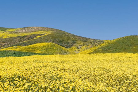 Photo for Hills of Carrizo Plain National Monument covered with yellow wildflowers, California super bloom - Royalty Free Image