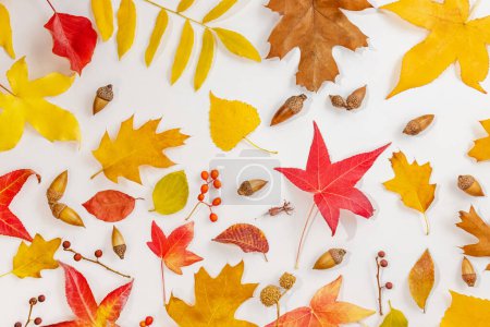 Téléchargez les photos : Différentes feuilles et plantes colorées et sèches, vue de dessus. Fond d'automne - en image libre de droit