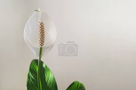 Photo for Peace lily close up, spathiphyllum flower over the white background - Royalty Free Image