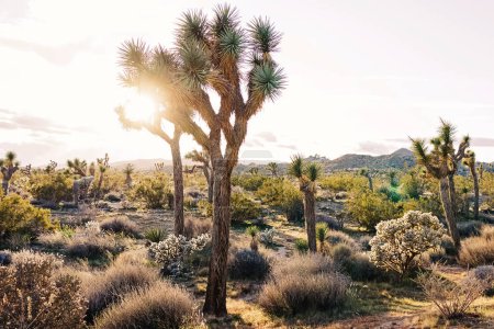 Photo for Desert plants Joshua tree in the sunset light, California, USA - Royalty Free Image