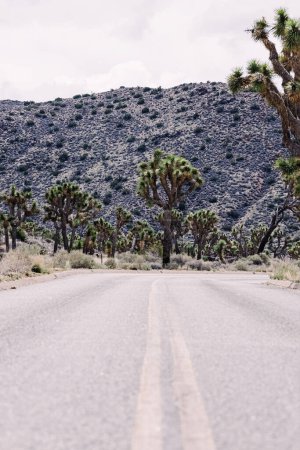 Photo for Highway through the Joshua Tree national park, California, usa - Royalty Free Image