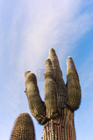 Photo for Big desert cactus over the blue sky - Royalty Free Image