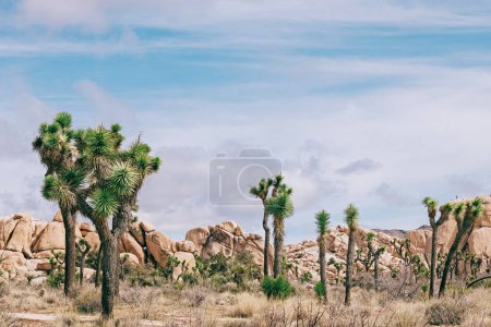 Photo for Joshua trees in the desert, southern California - Royalty Free Image