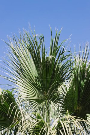 Photo for Palm leaves over the blue skies, summer background - Royalty Free Image