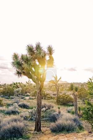 Photo for Joshua trees in sunset light, desert landscape, southern California - Royalty Free Image