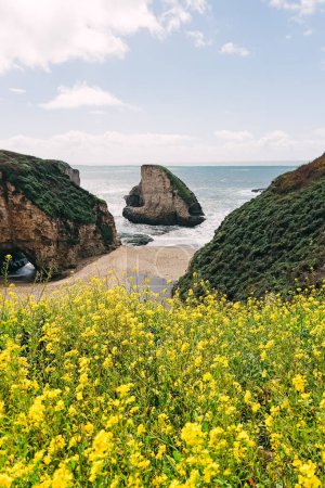 Kalifornische Küste im Frühling, gelbe Wildblumen in Strandnähe