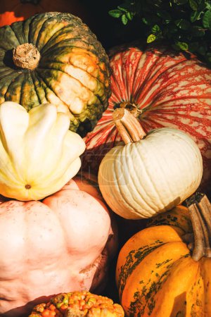 Photo for Colorful decorative pumpkins of different sizes and shapes, fall background - Royalty Free Image