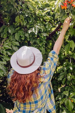 Woman in a hat reaching into a lush green cherry tree to pick cherries, view from the back